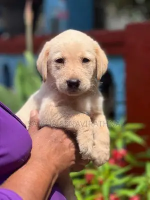 Labrador Puppy