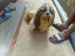 Shih Tzu Puppies
