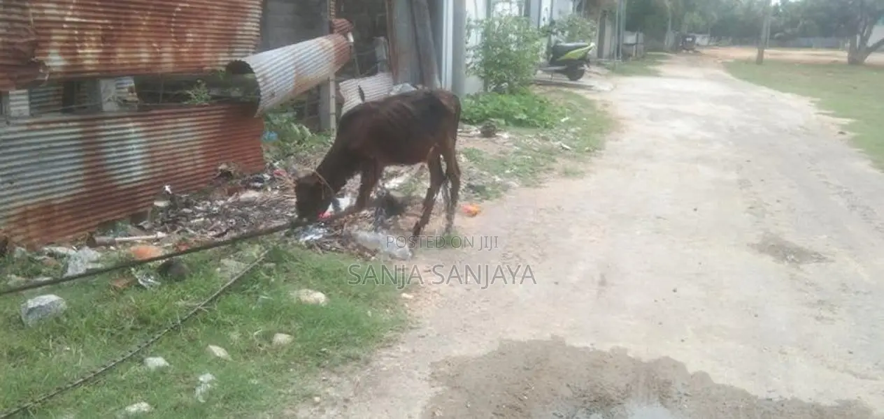 ஜெர்சி இன கன்று