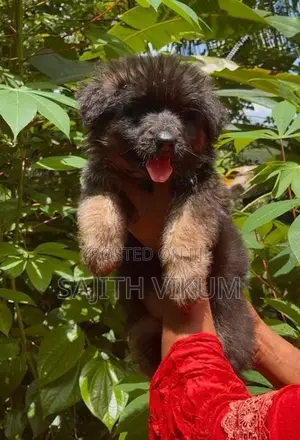 German Shepherd Puppy
