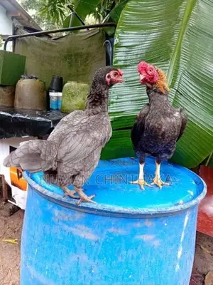 Ko Shamo Rooster