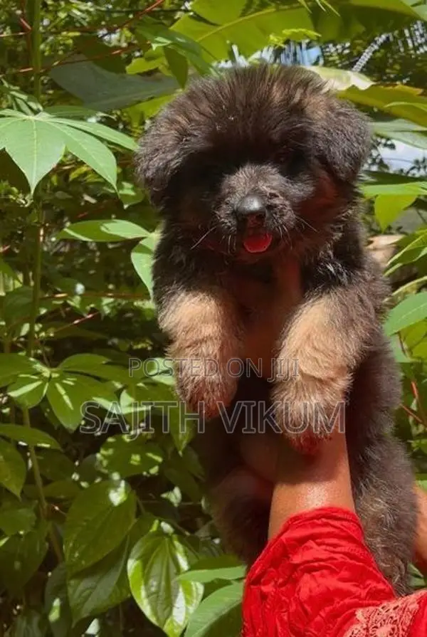 German Shepherd Puppy