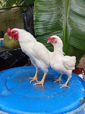 Ko Shamo Rooster