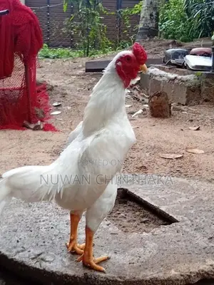 Ko Shamo Rooster
