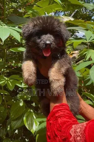German Shepherd Puppy