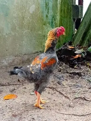 Ko Shamo Rooster