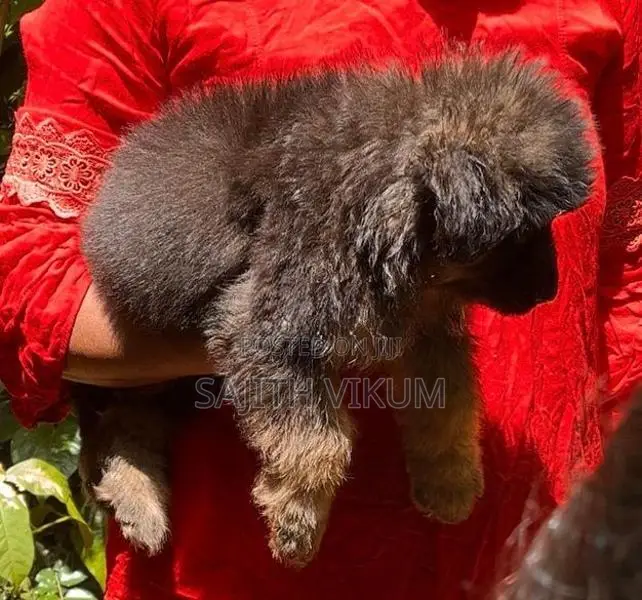 German Shepherd Puppy