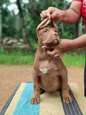 American Bully Puppy