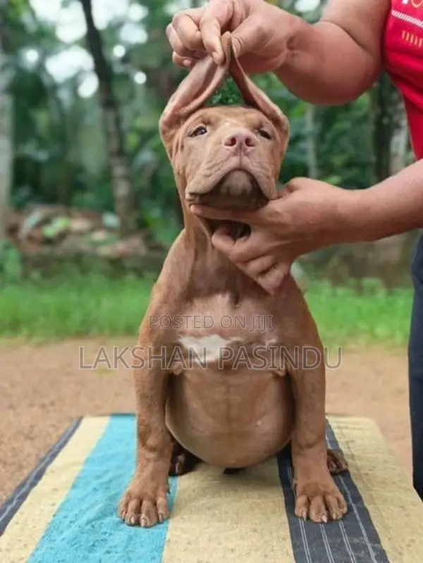 American Bully Puppy