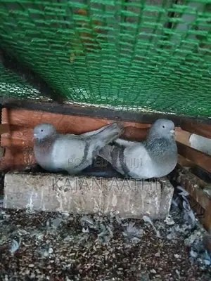 Pigeons