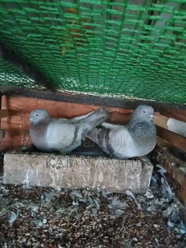 Pigeons