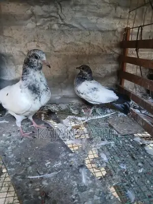 Pigeons
