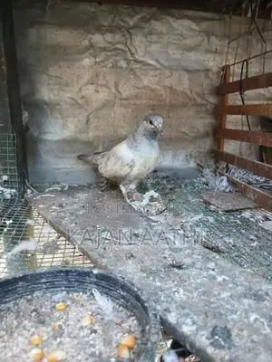 Pigeons