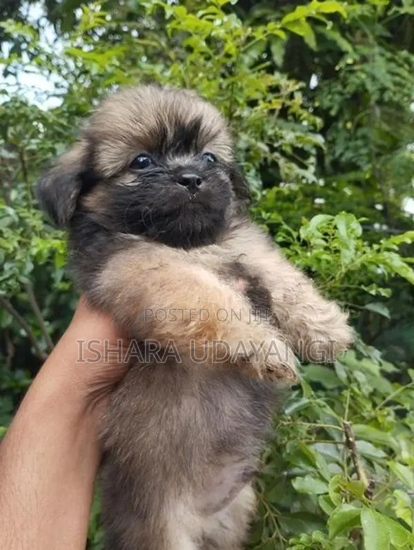 Shih Tzu Puppy