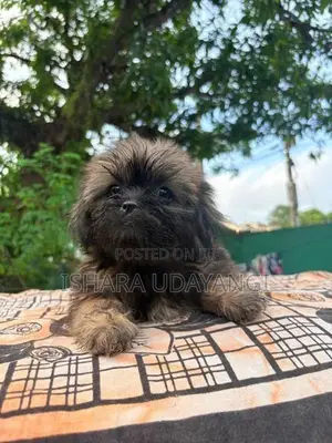 Shih Tzu Puppy