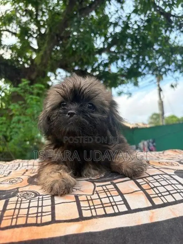 Shih Tzu Puppy