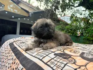 Shih Tzu Puppy