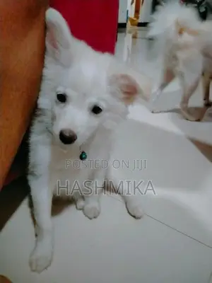 Pomeranian Puppy