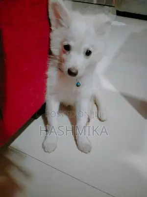 Pomeranian Puppy