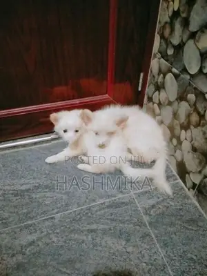 Pomeranian Puppy