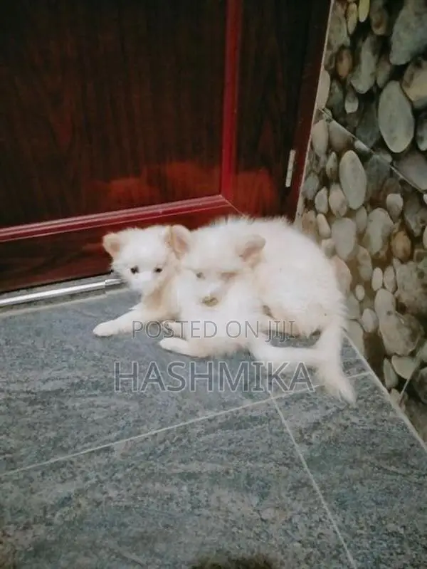 Pomeranian Puppy