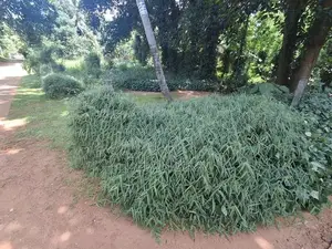 මාතලේ Land for Sale