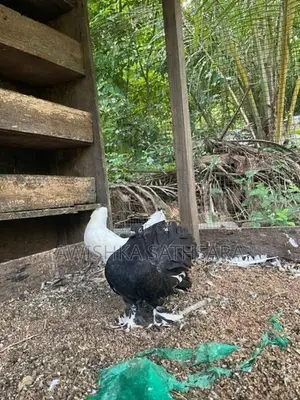Fantail Pigeon