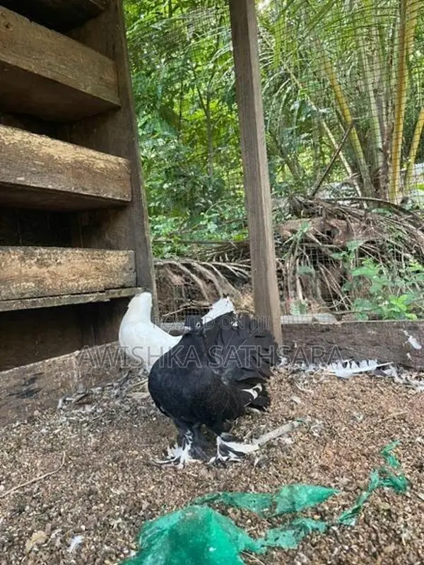 Fantail Pigeon