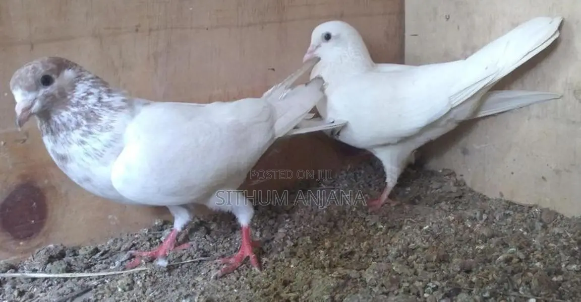Pigeons