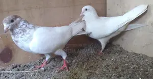 Pigeons