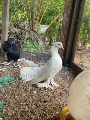 Fantail Pigeon