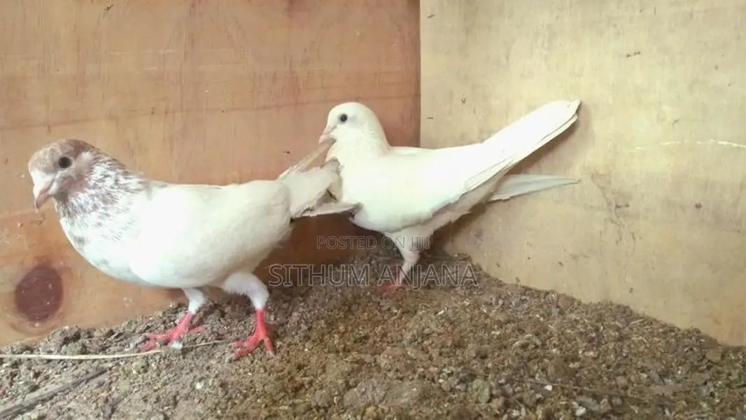 Pigeons