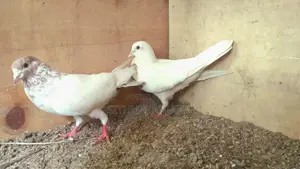 Pigeons