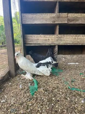 Fantail Pigeon