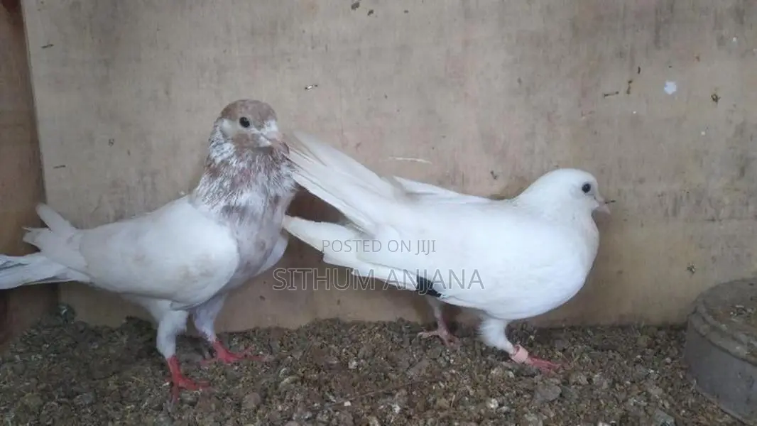 Pigeons
