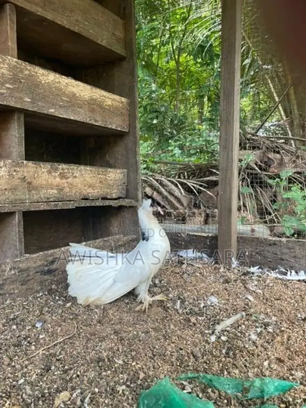 Fantail Pigeon