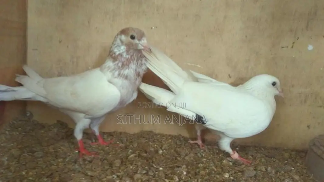 Pigeons