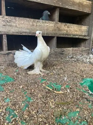 Fantail Pigeon
