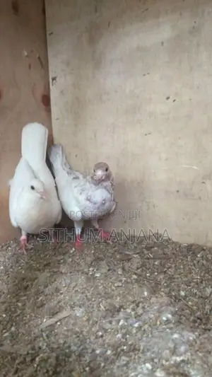 Pigeons