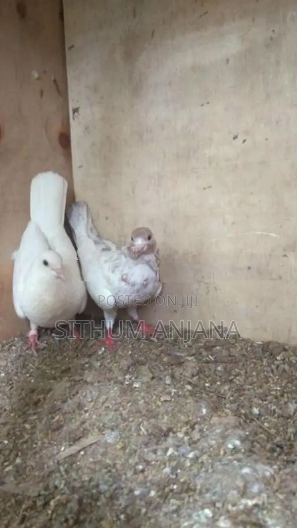 Pigeons