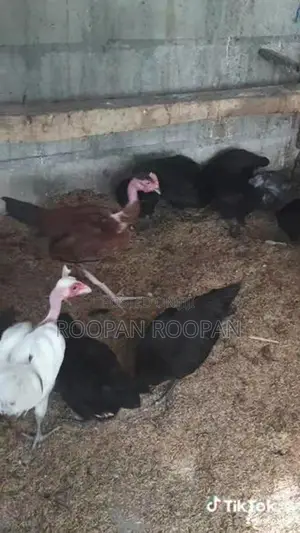 நாட்டு கோழிக் குஞ்சு