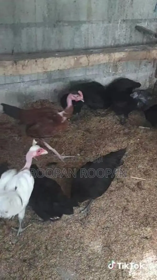 நாட்டு கோழிக் குஞ்சு