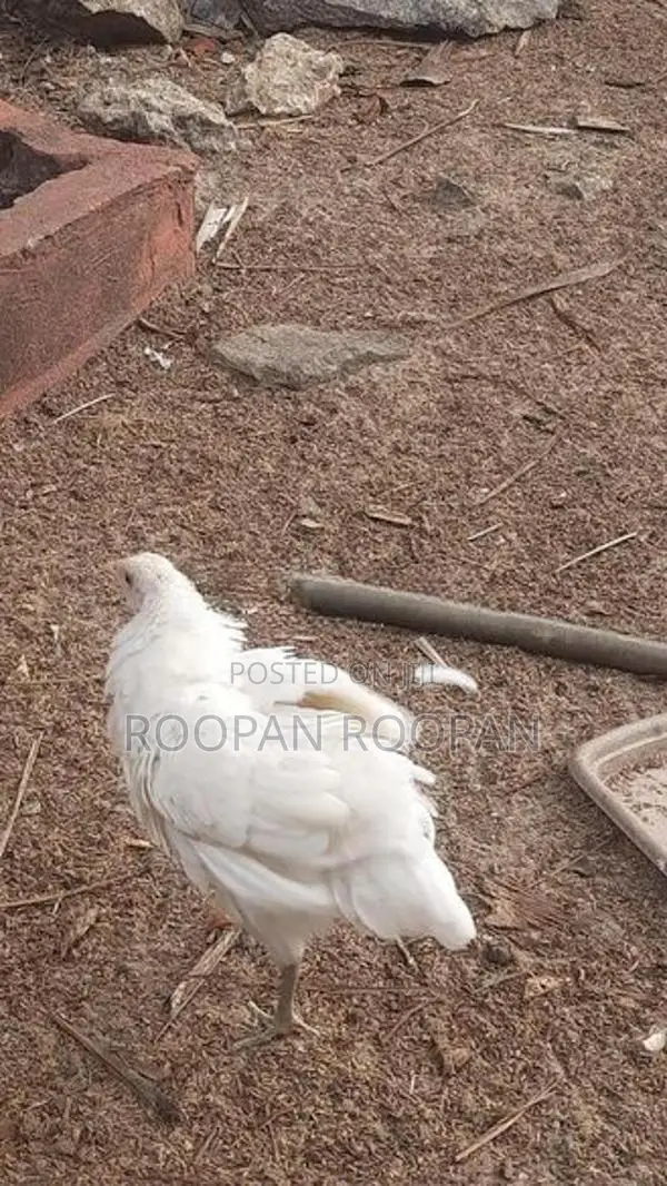 நாட்டு கோழிக் குஞ்சு
