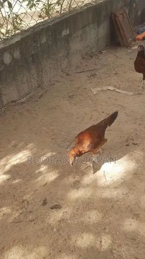 நாட்டு கோழிக் குஞ்சு