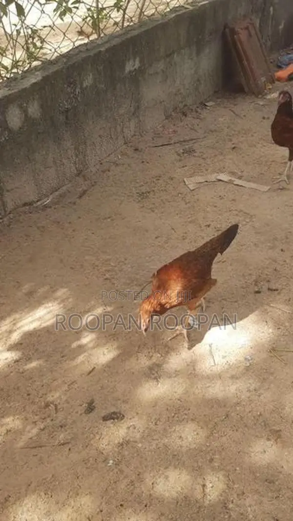 நாட்டு கோழிக் குஞ்சு