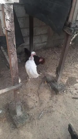 நாட்டு கோழிக் குஞ்சு