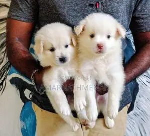 Pomeranian Puppies
