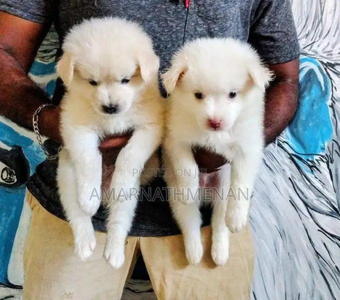 Pomeranian Puppies