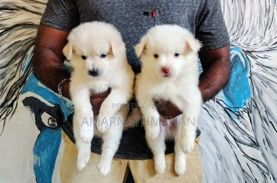 Pomeranian Puppies