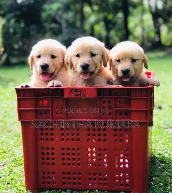 Golden Retriever Puppies